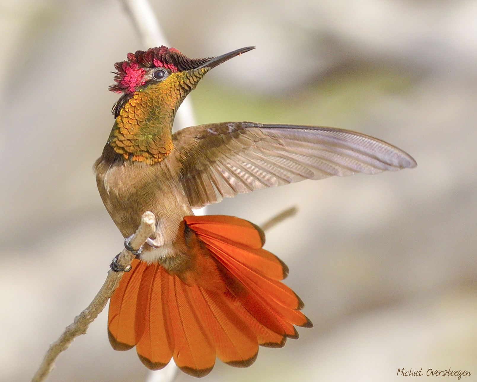 Land of the Prikichi: Birds of Aruba, Bonaire and Curacao by Dr ...