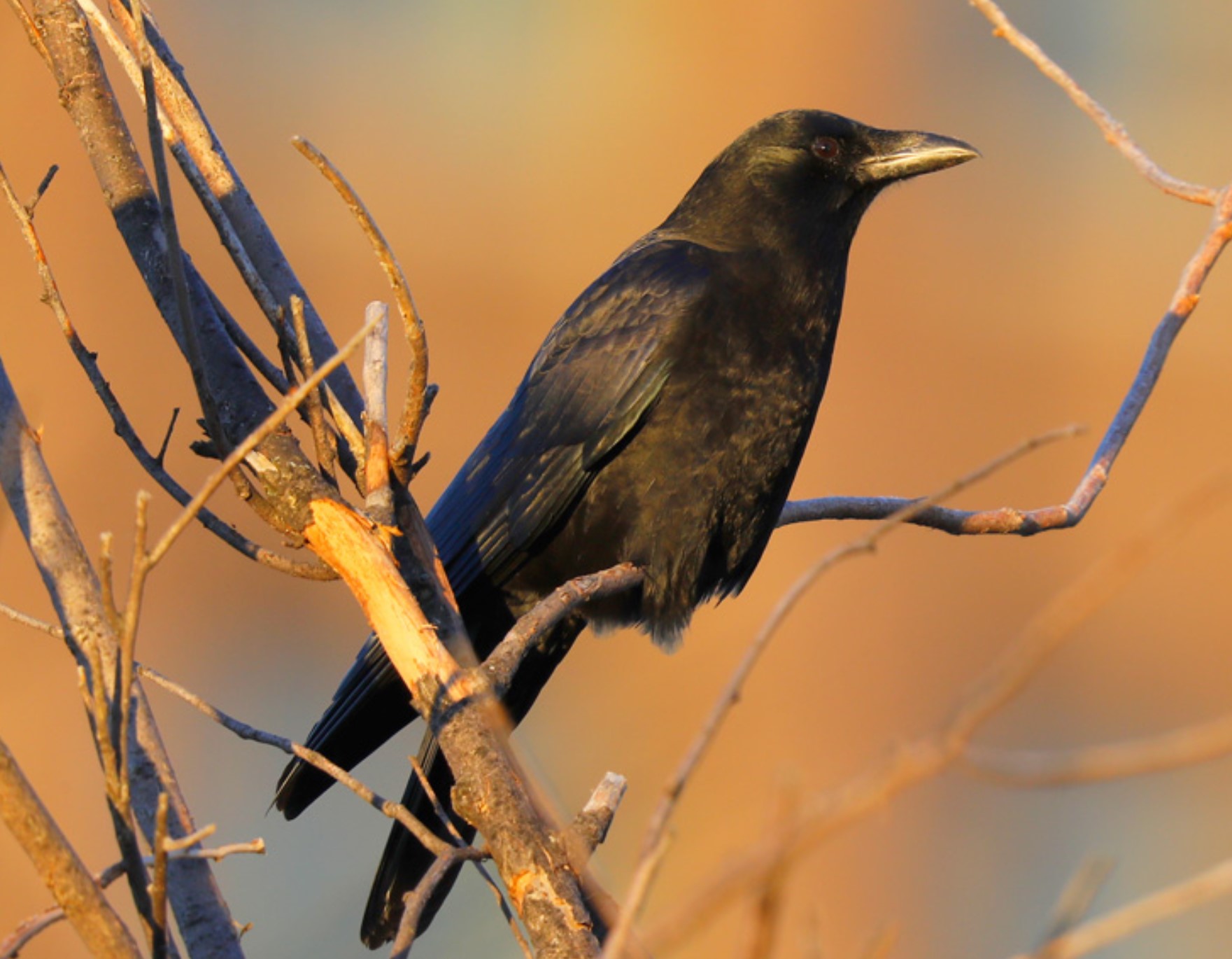 The Amazing Winter Crow Roost – with Bob Fox and Dana Duxbury-Fox ...