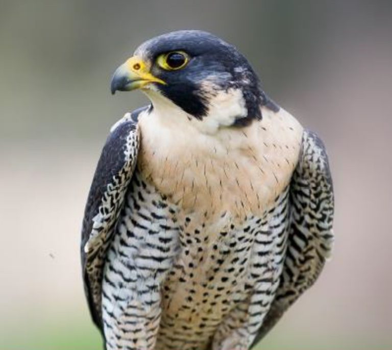 Peregrine Falcon Restoration in Acadia National Park – with Patrick ...